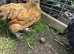 Baby Bantam Chicks 4 for &pound;50