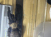 Tarantulas for Sale