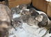 2 left out of our 7 beautiful blue and white kittens