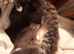 3 kittens ready for there forever homes