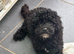 Toy Poodle Puppy KC reg health tested parents