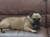 Male 18 month old French bulldog tan