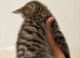 1 male tabby left
