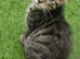 Kittens for sale, ready on the 22nd September