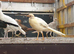 Peach golden pheasant pairs, 2026 hatched
