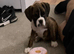 Kc Boxer puppies