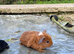 Baby boars
