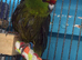 Silly tame kakariki looking for a forever home
