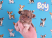 Stunning chihuahua boys
