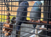 Bonded pair of parrortlets
