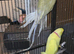 Ring neck pair