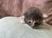 Beautiful Ragcoon kittens