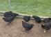 French Black Copper Marans - Point of lay females