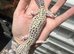 Female Mack Snow Pied Eclipse