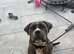 11 month old female puppy