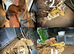 Baby crested geckos multi morph