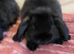 8 week old mini lops