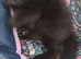5 beautiful siamese cross burmese kittens