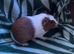 2 male Guinea pigs