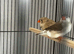 Zebra finches