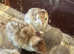 Bronze Turkeys hatched 12/6/26