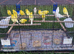Canaries for sale