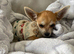 Chihuahua boy Appel head toy size