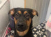 German shepherd x rottie