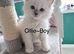 Ragdoll pure breed rare lilac point kittens