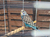 Baby budgie