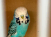 Budgies