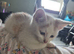 Boy kittens for sale