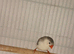 Penguin hen zebra finch
