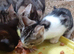 Tabby with white and black female kittens