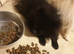 2 small house trained Pomeranians ready 16th June