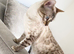 SNOW BENGAL FEMALE LOOKING FOR A NEW HOME
