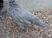 Chickens Pol available