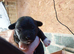 Jack russel X lakeland puppies