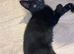 2 left - 5 beautiful fluffy black kittens for sale