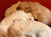 Gorgeous LABRADOR Puppies