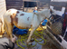 White and red colt stallion