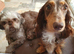 Long haired mini dachshund boys