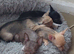 Beautiful chihuahua puppies