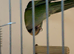 Sierra parakeets