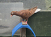 I have quality peair pigeon in Stockton-on-Tees