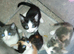 4 beautiful kittens for sale 3 girls and 1 boy