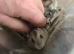 Young Male Russian Hamsters