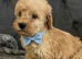 Cockapoo puppies for sale