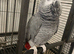 African grey parrot