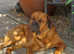 St Weiler (St Bernard X Rottie) for STUD